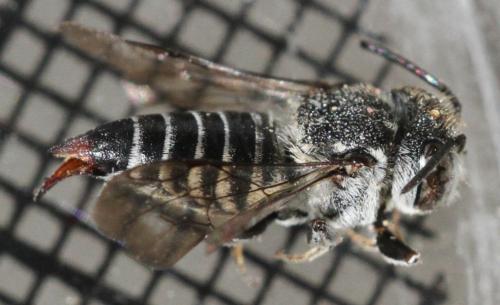 Réf. 209 454 : Coelioxys echinata